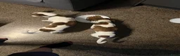 Jack Russell dogs for sale: Jack Russell Terrier Puppies – Purebred Bloodline - Advert 9