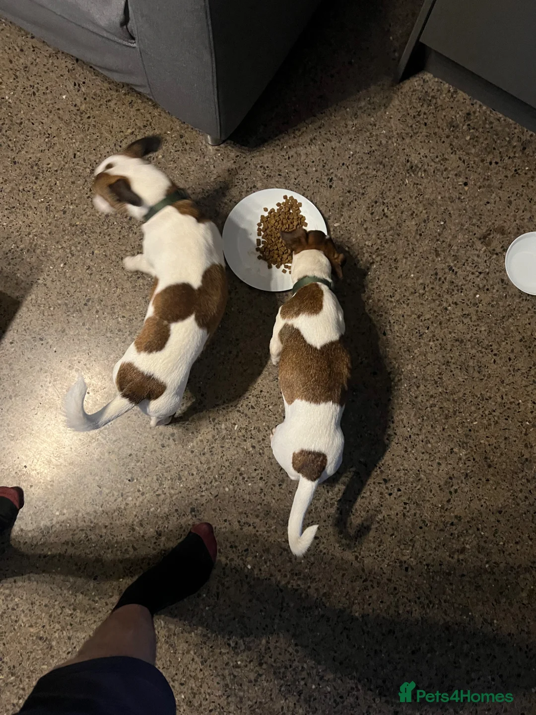 Jack Russell dogs for sale: Jack Russell Terrier Puppies – Purebred Bloodline - Advert 9