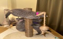 British Shorthair cats for sale: British Shorthair kittens Lilac/Blue 3 Girls 1 Boy - Image 27