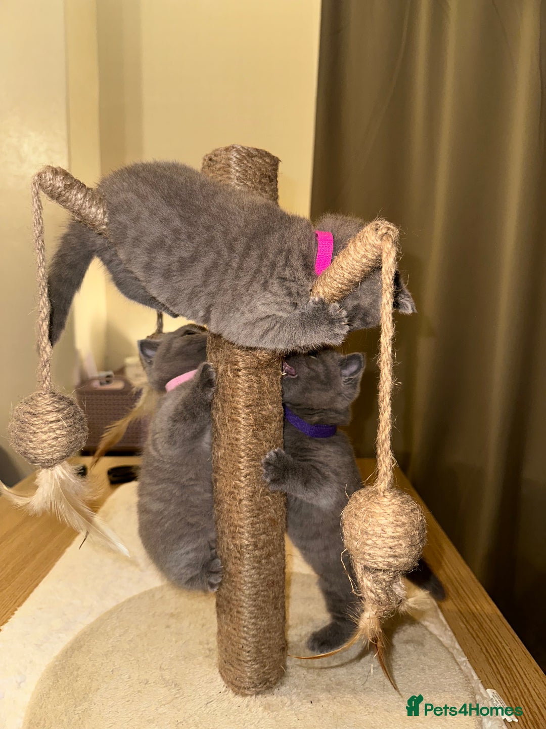 British Shorthair cats for sale: British Shorthair kittens Lilac/Blue 3 Girls 1 Boy - Image 27