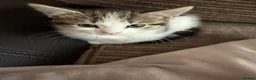 European cats for sale: Adorable Kittens Looking for Loving Homes - Advert 5