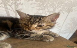 Maine Coon cats for sale: Two Gorgeous Maine Coon Cross Kittens for Sale - Image 5