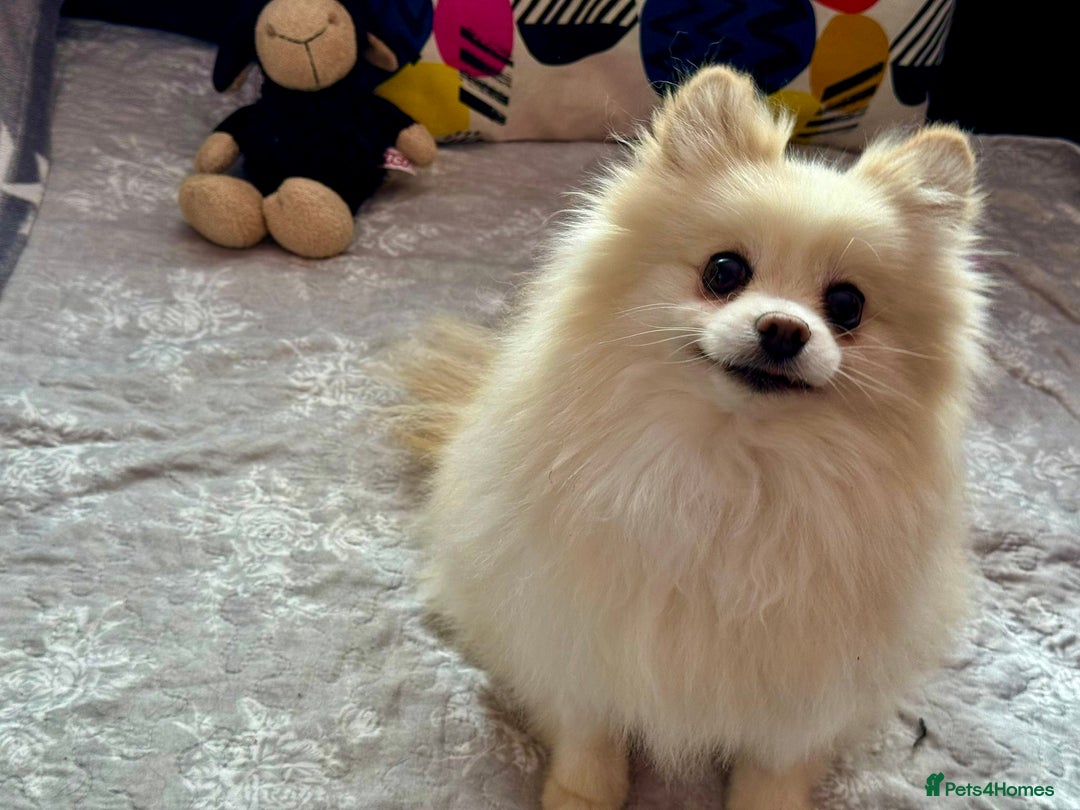 Pomeranian dogs for adoption: Sarah’s Story: From Misery to Hope - Image 5