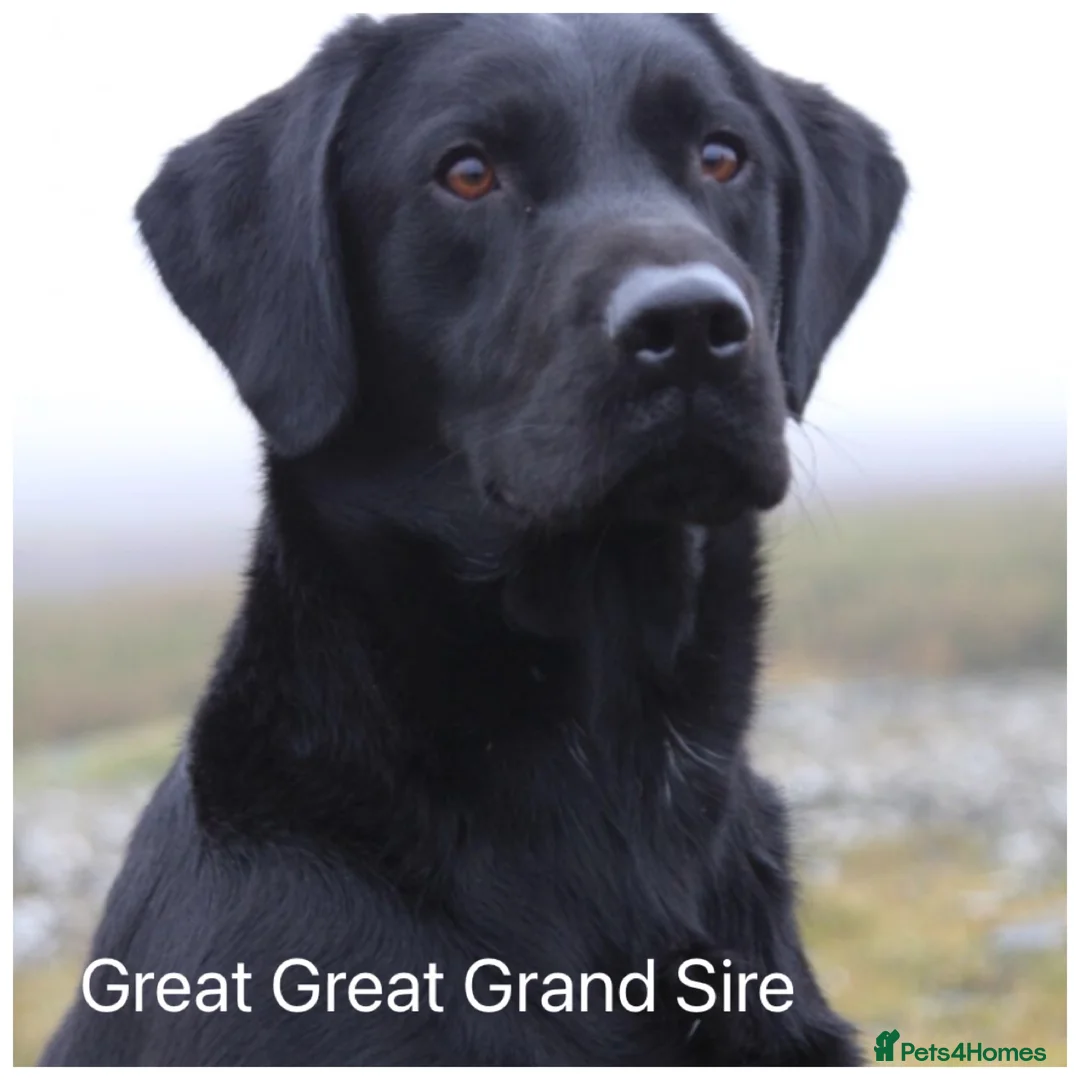 Labrador Retriever dogs for sale: Stunning KC pups, health tested&excellent lineage - Advert 23