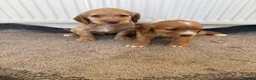 Cocker Spaniel dogs for sale: Beautiful cocker spaniel puppies for sale boys  - Advert 3