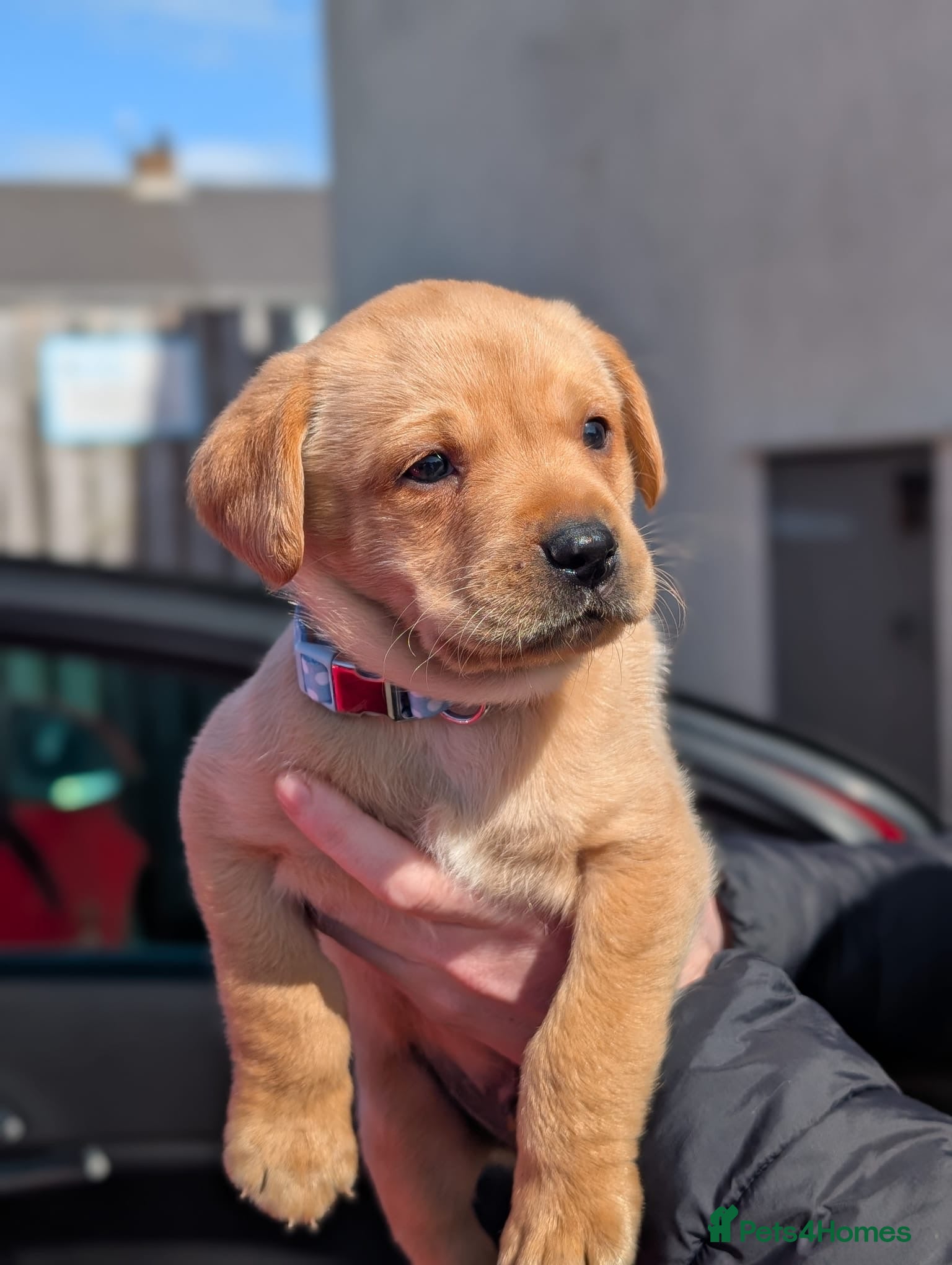 Labrador Retriever dogs labrador puppies - Advert 2