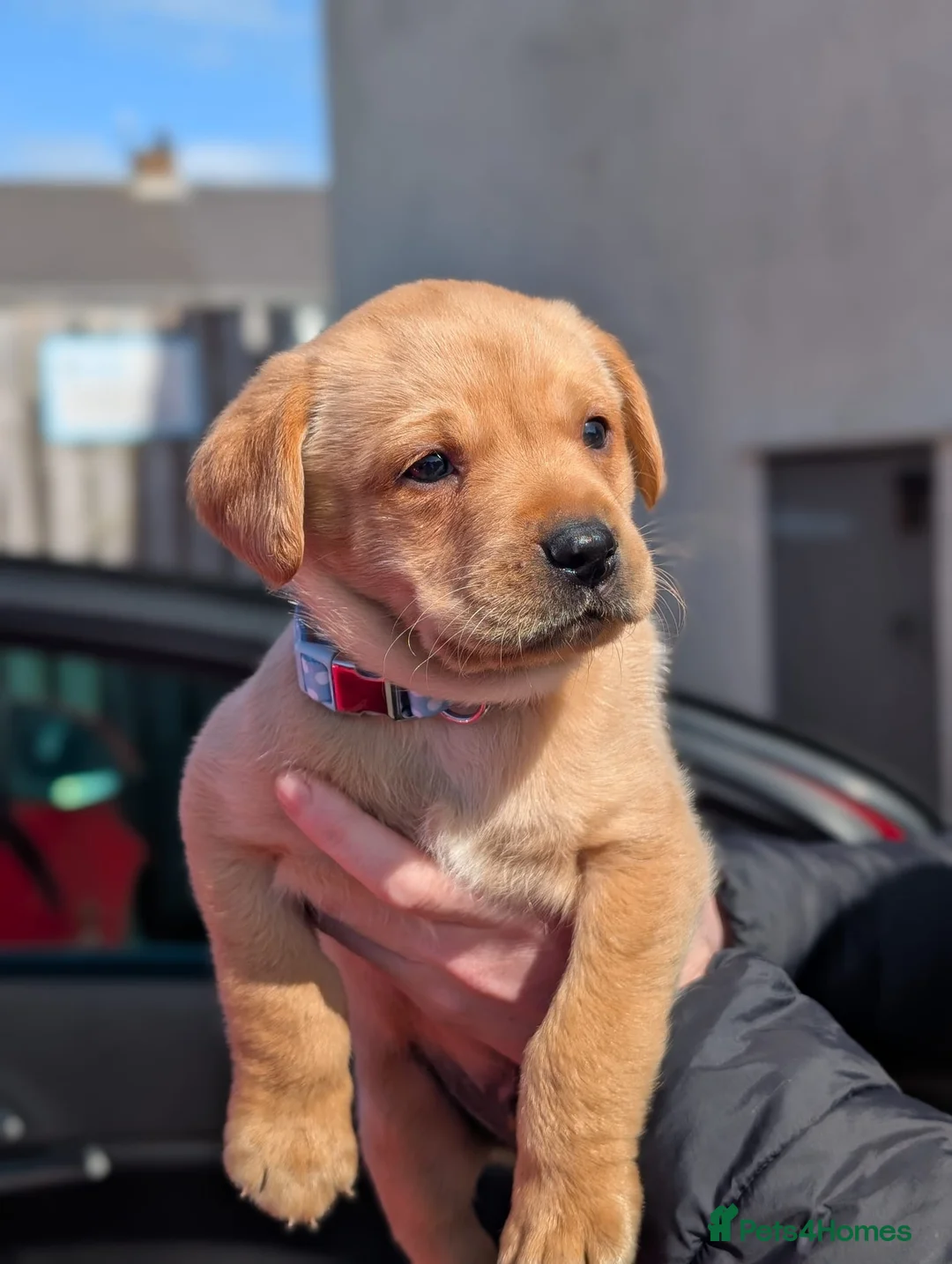Labrador Retriever dogs for sale: labrador puppies - Advert 1