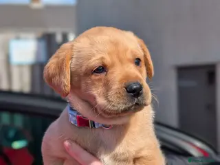 Labrador Retriever dogs labrador puppies - Advert 2