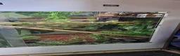 Python Snake reptiles for sale: Adult jungle carpet python - Advert 9