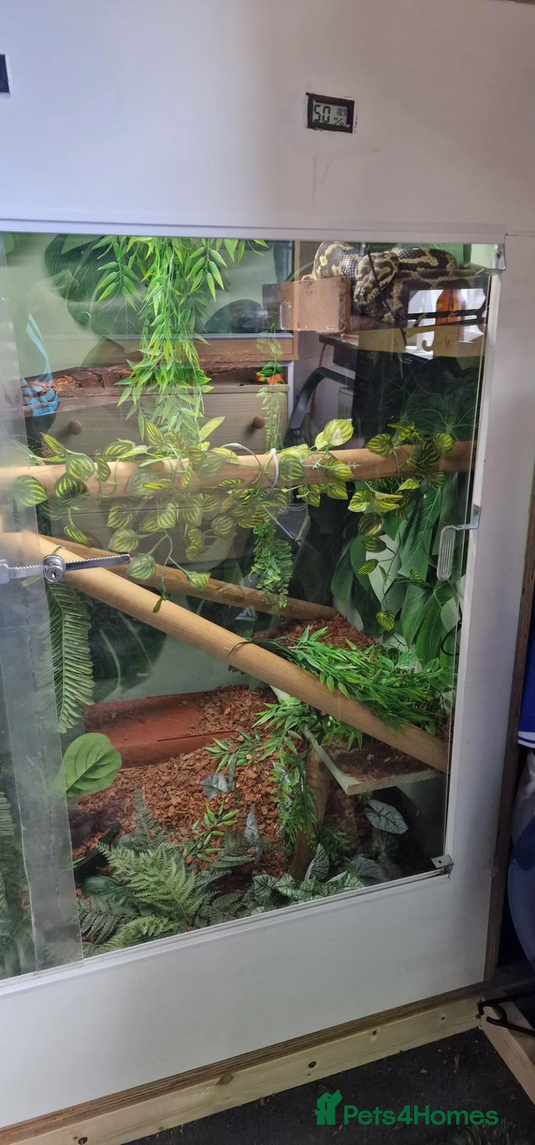 Python Snake reptiles for sale: Adult jungle carpet python - Advert 9