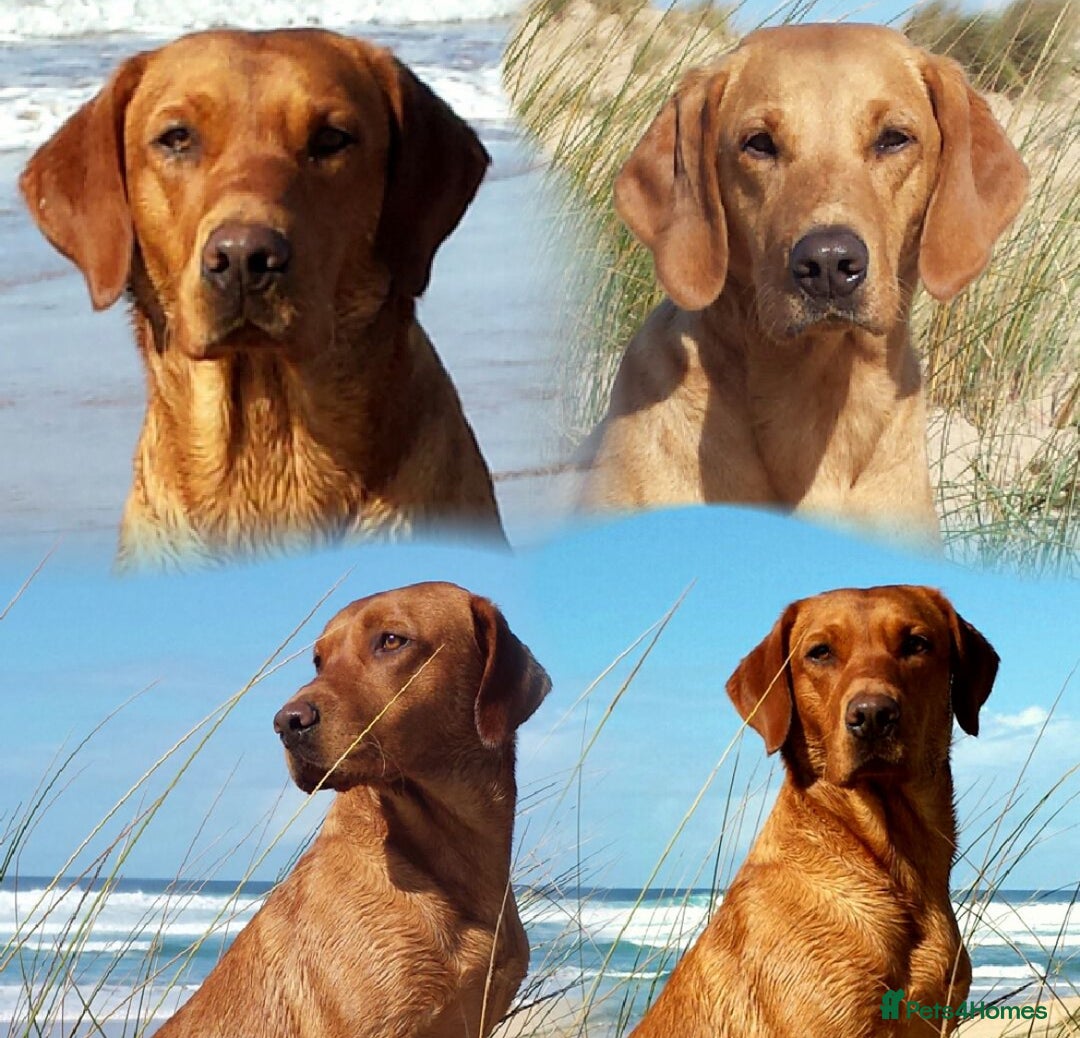 Labrador Retriever dogs for sale: Beautiful fox red puppies  - Advert 29