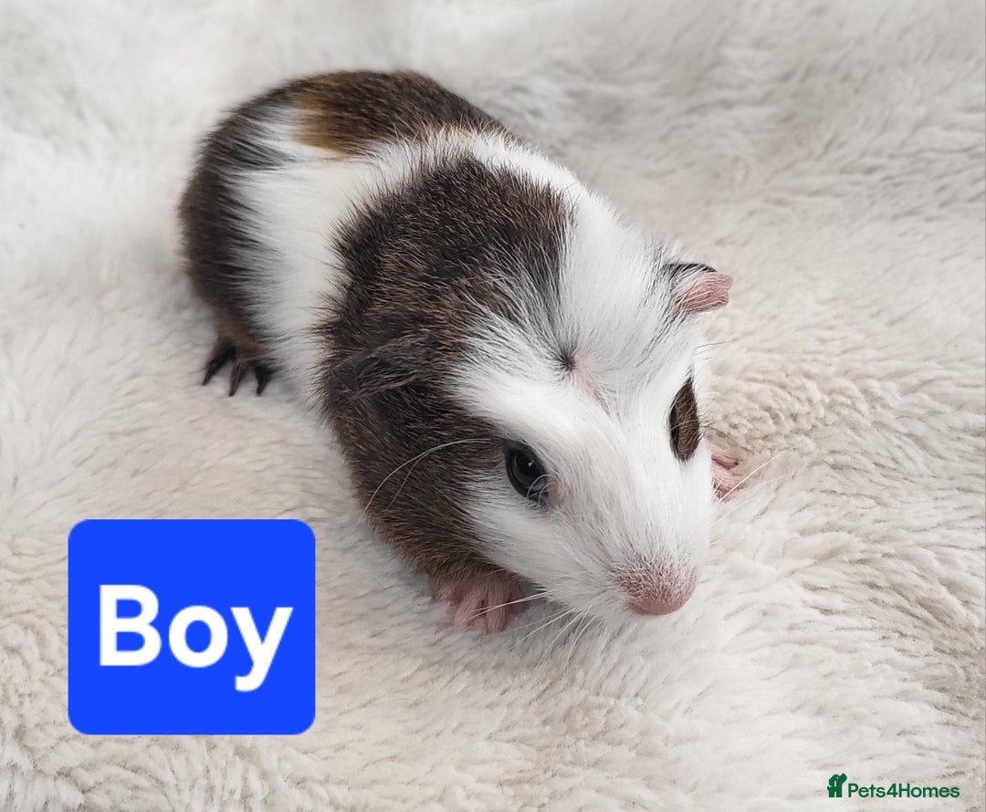 Guinea Pig rodents for sale: 5 Beautiful Baby Guinea pigs for sale  - Image 4