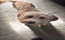 Cockapoo dogs for sale: Loving home needed for our dog Fergie - Image 3