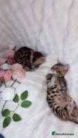 Bengal cats 2 Female Rosette Bengals (Available Now 8 Weeks) - Advert 7