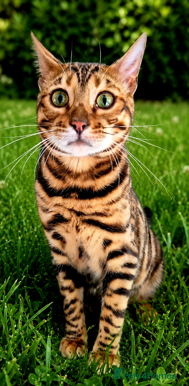 Bengal cats 9 month old bengal male for experienced home  - Advert 3