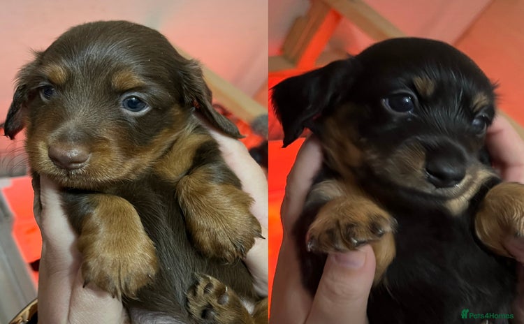 Miniature Dachshund dogs - Advert 8