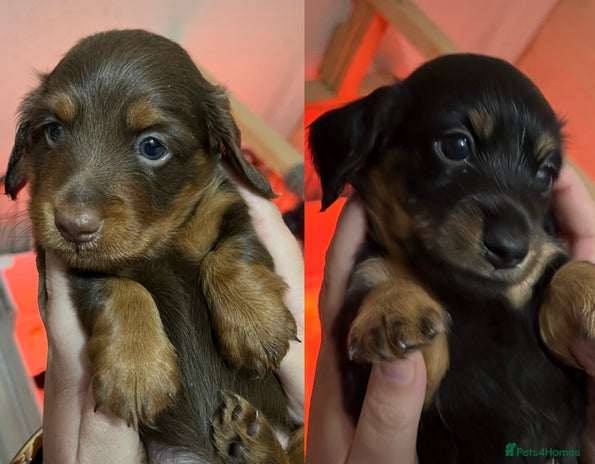 Miniature Dachshund dogs - Advert 10