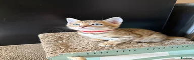 Red Bengal