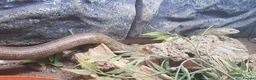 Lizard reptiles for sale: Legless lizard male - Advert 2