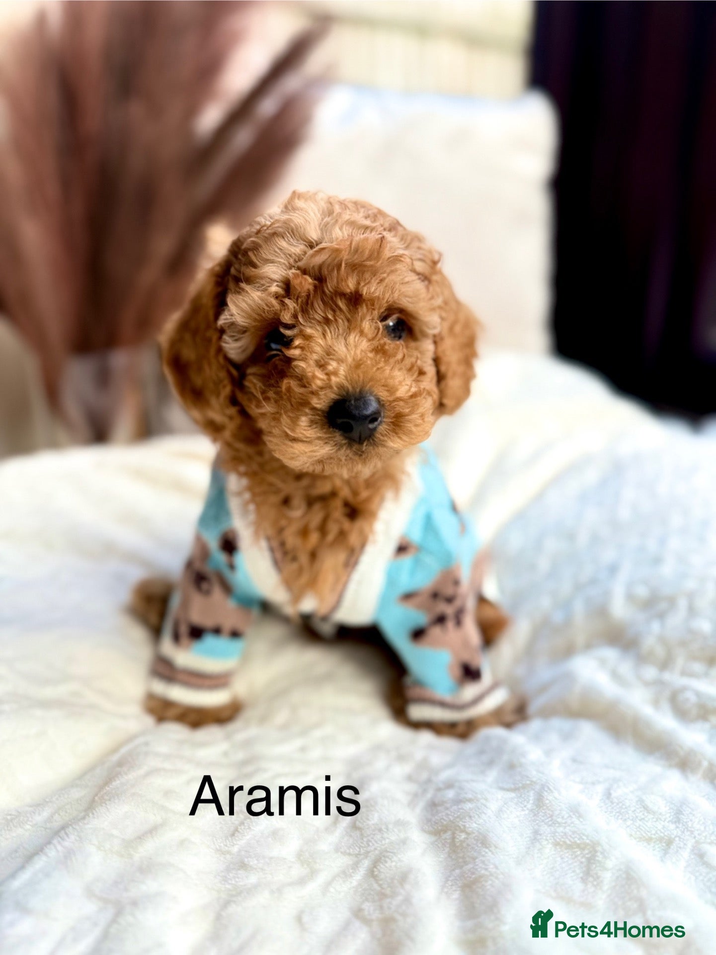 Toy Poodle dogs AVAILABLE NOW/KC registered/DNAclear - Advert 2