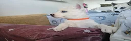 Huskita dogs for sale: Puppies for sale  - Advert 14