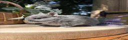 Netherland Dwarf rabbits for sale: Pure bred vaccinated* Netherland Dwarfs  - Advert 13