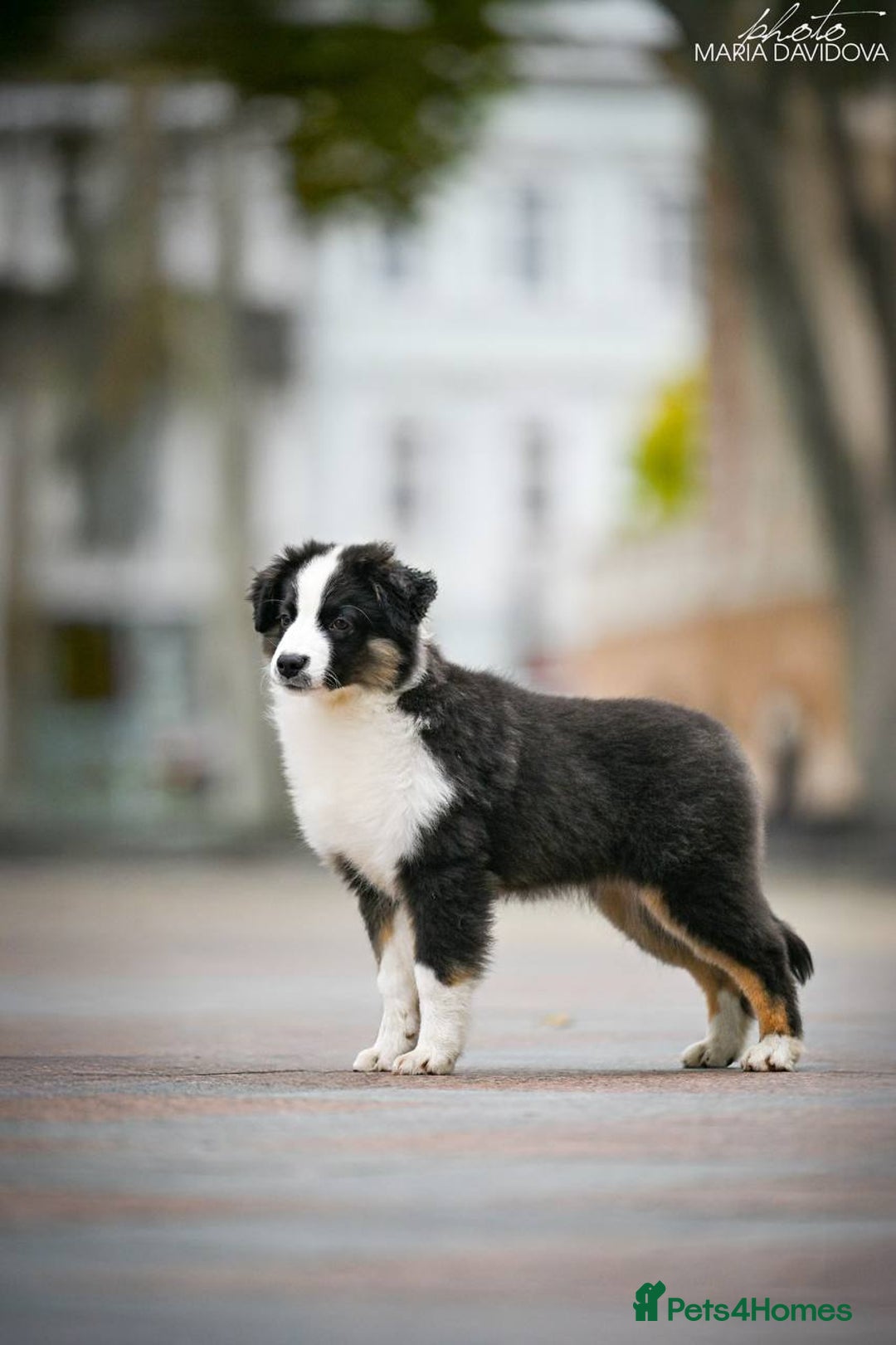 Miniature American Shepherd dogs for sale: miniature American shepherd - Image 10