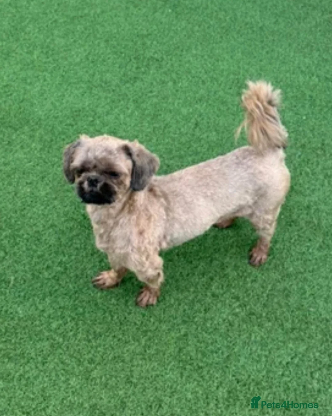 Shih Tzu dogs for sale: KC reg standard shihtzu - Advert 15