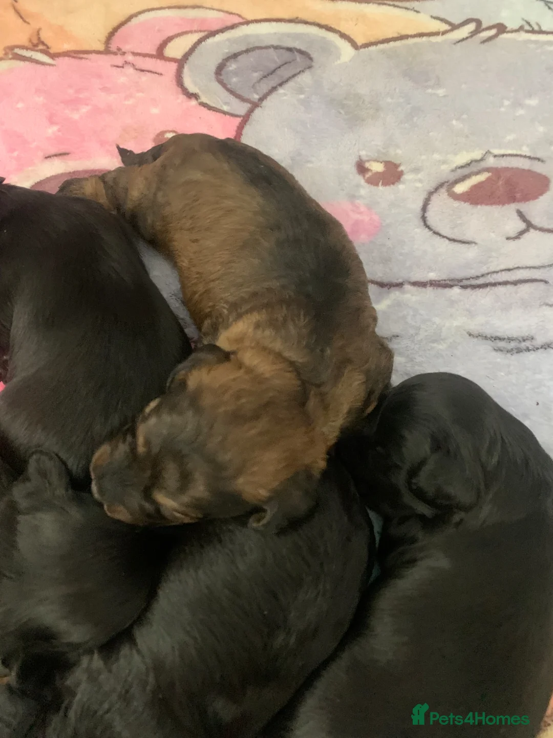 Mixed Breed dogs for sale: Doxipoos - Advert 2
