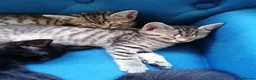 Mixed Breed cats for sale: 🐾 Gorgeous Tabby & Black Kittens – Ready Now! 🐾 - Advert 7