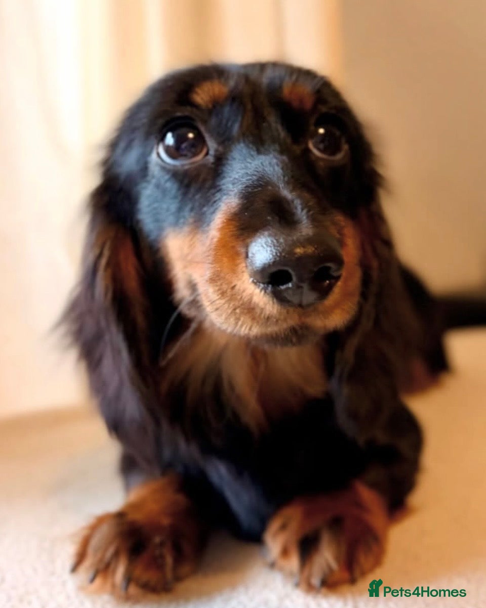 Miniature Dachshund dogs Rehoming 2 Adult Miniature Dachshunds  - Advert 3