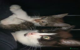 Mixed Breed cats for sale: Two female mixed kittens for sale - Advert 5