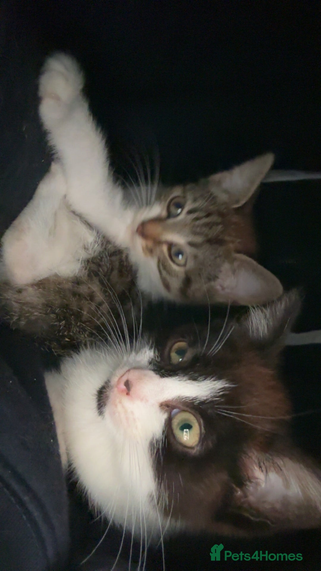 Mixed Breed cats for sale: Two female mixed kittens for sale - Advert 5