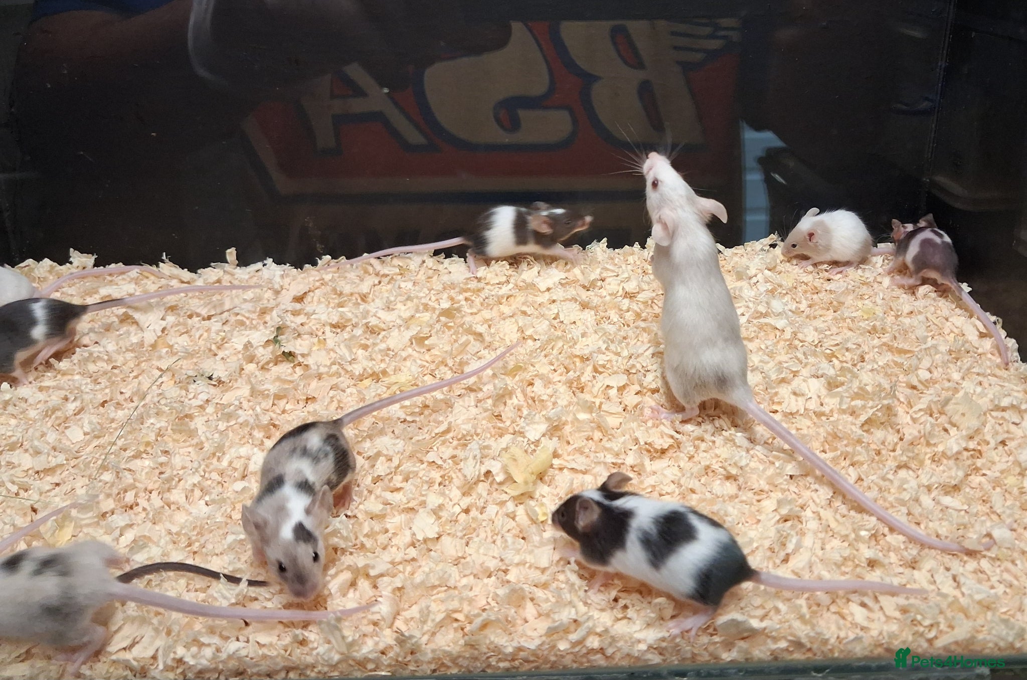 Mouse rodents for sale: Baby Female Fancy Mice - Advert 3