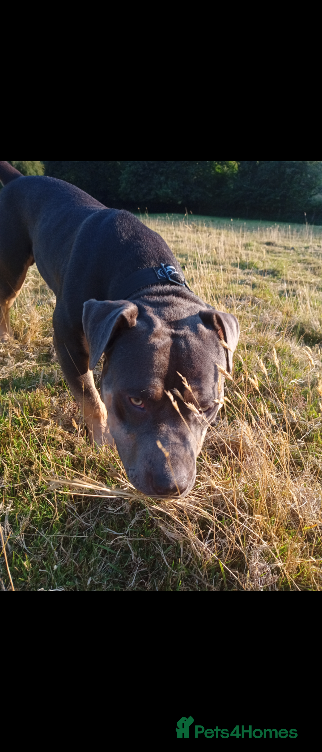 American Bully dogs for sale: American bully  - Image 2