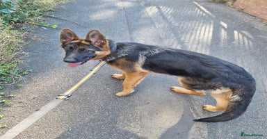 German Shepherd dogs - Advert 3