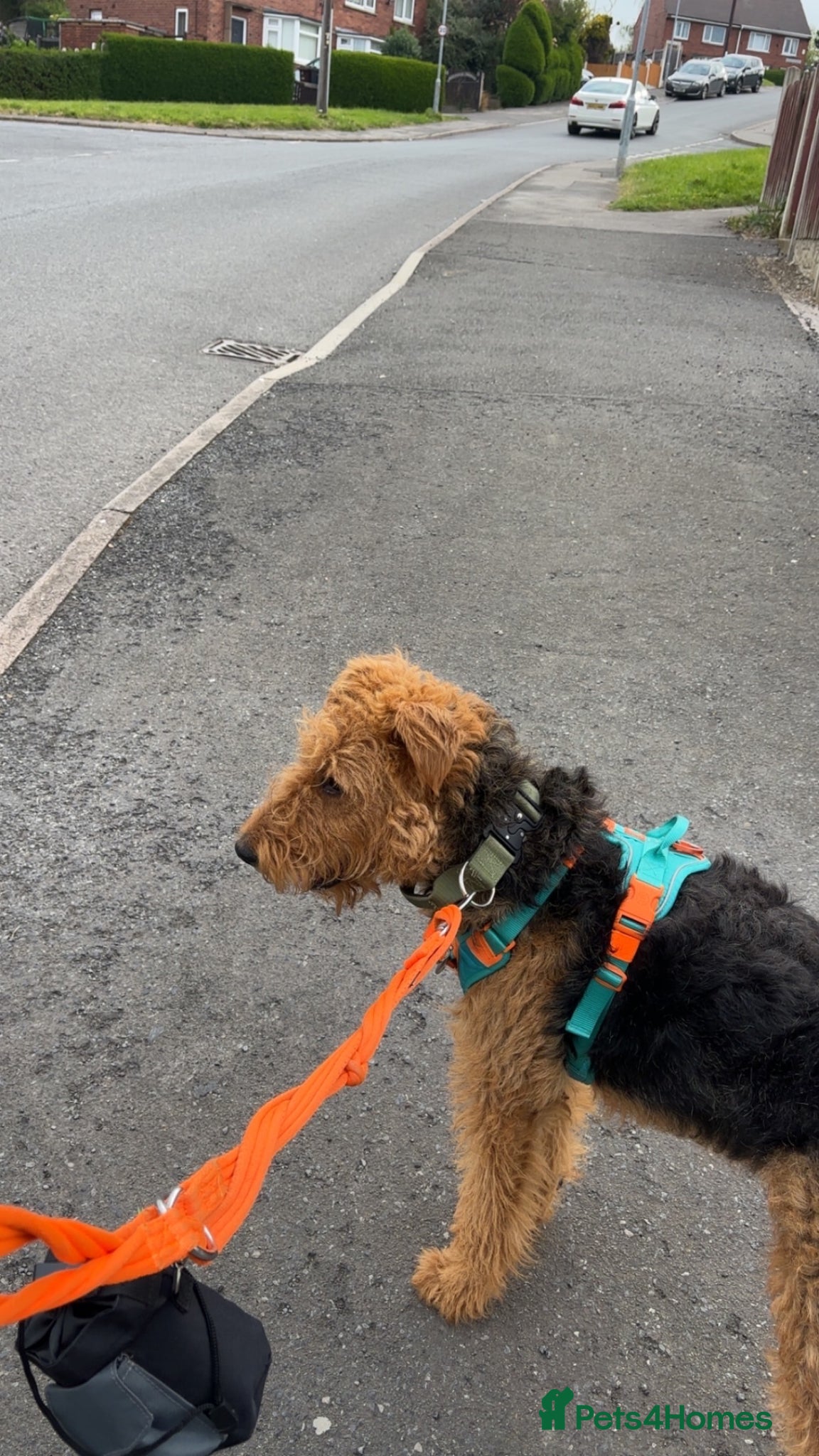 Airedale Terrier dogs 1 year old Airedale terrier  - Advert 1