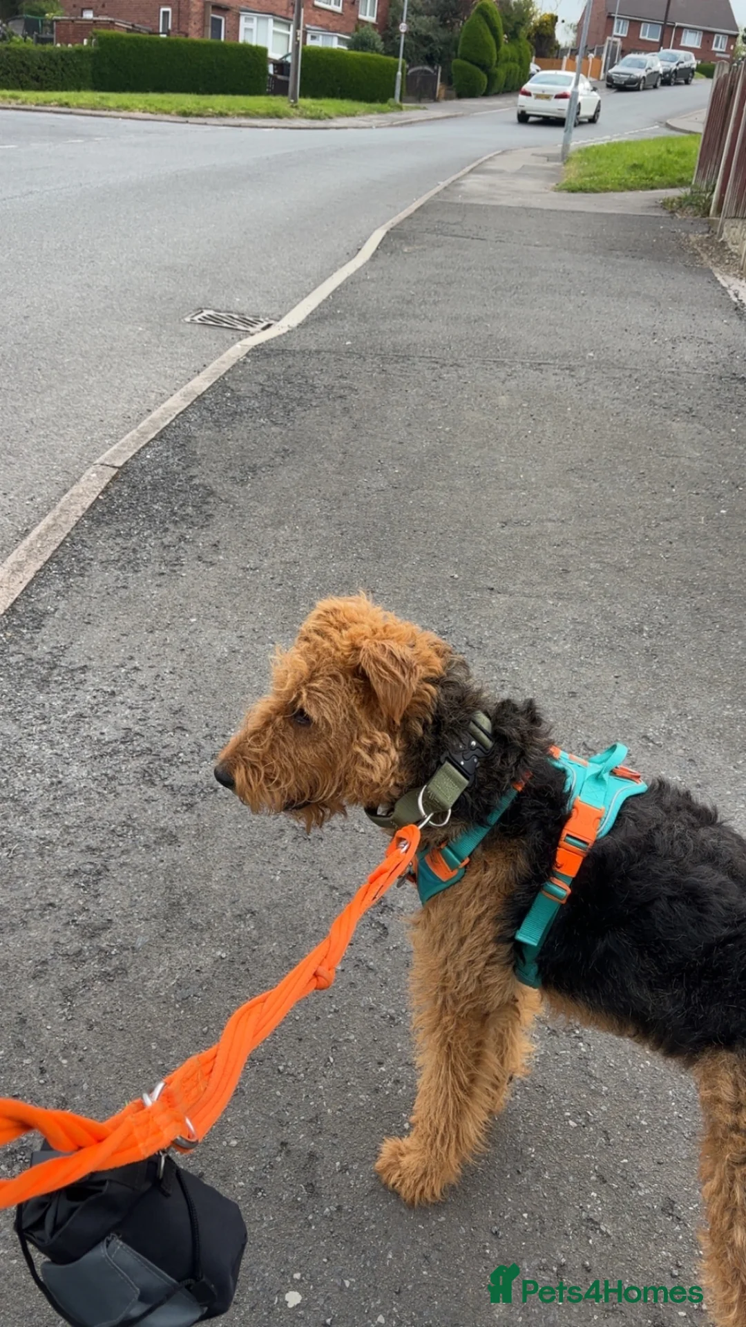 Airedale Terrier dogs for sale: 1 year old Airedale terrier  in Rotherham - Advert 1