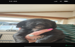 Sprocker dogs for sale:  Sprocker Spaniel READY TO LEAVE!!! 🐶 Only 1 left - Image 29