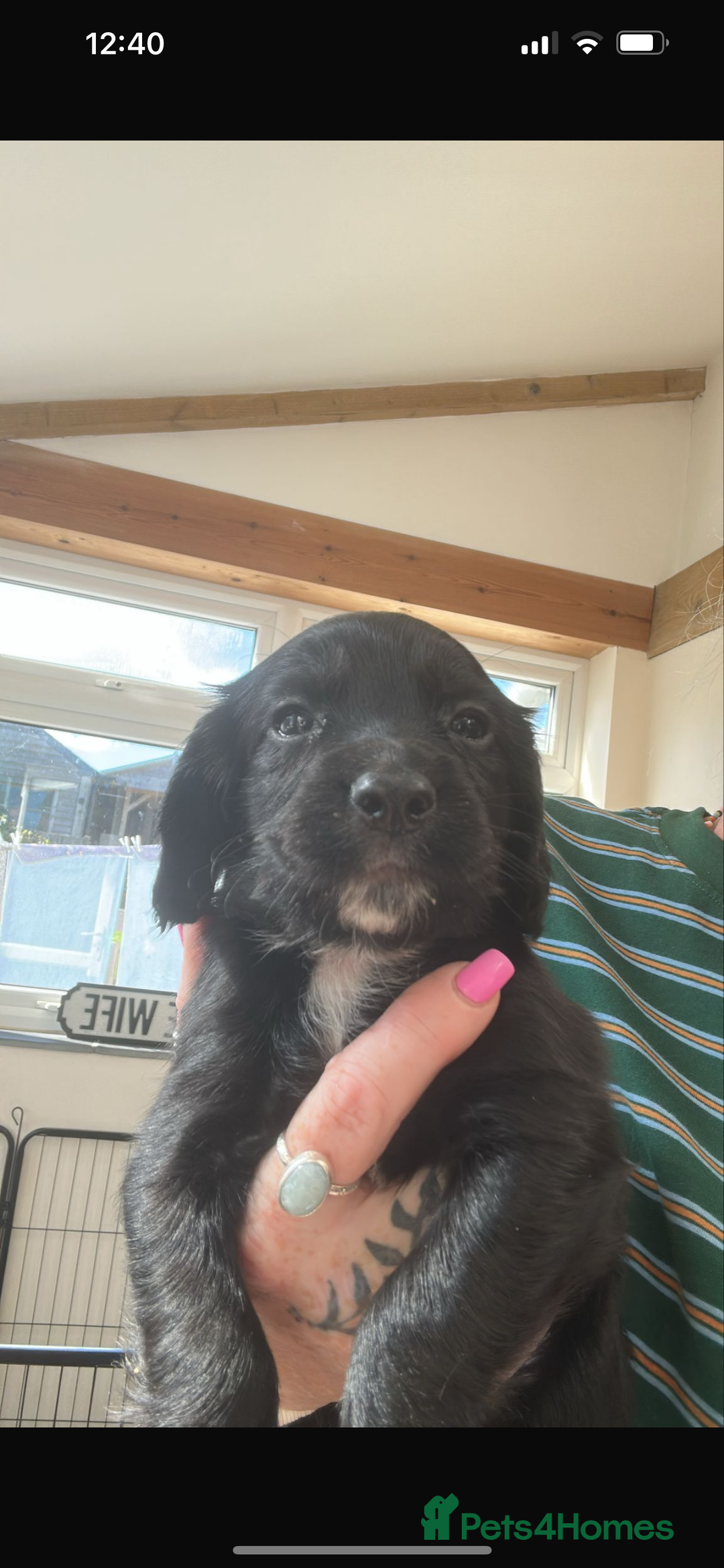 Sprocker dogs for sale:  Sprocker Spaniel READY TO LEAVE!!! 🐶 Only 1 left - Image 29