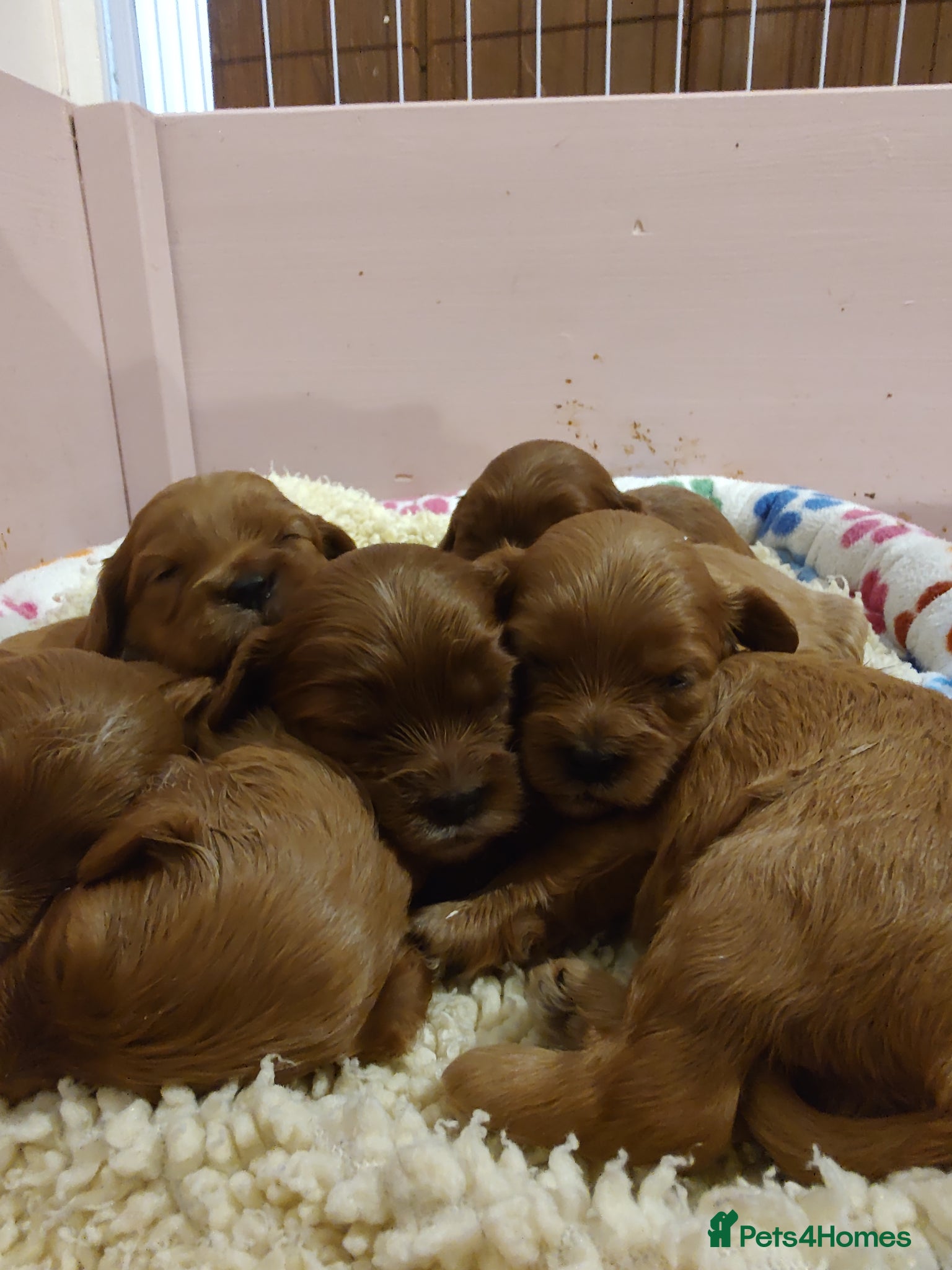 Cavapoo dogs for sale: Beautiful red Cavapoo Puppies - Advert 1