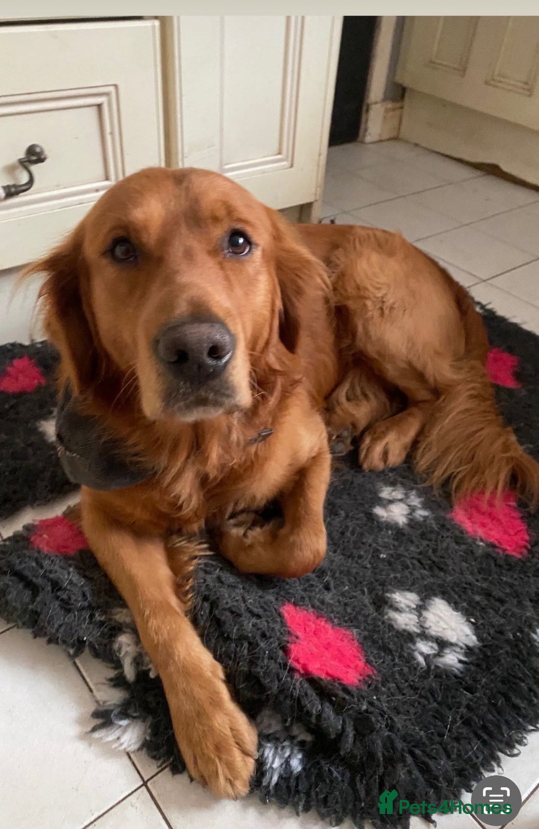 Mixed Breed dogs for sale: Golden retriever x Flatcoat retriever  - Advert 2