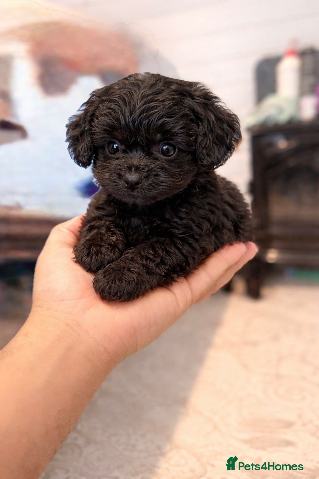 Cockapoo dogs F1 black Cockapoo Puppies Available 🐾 - Advert 2