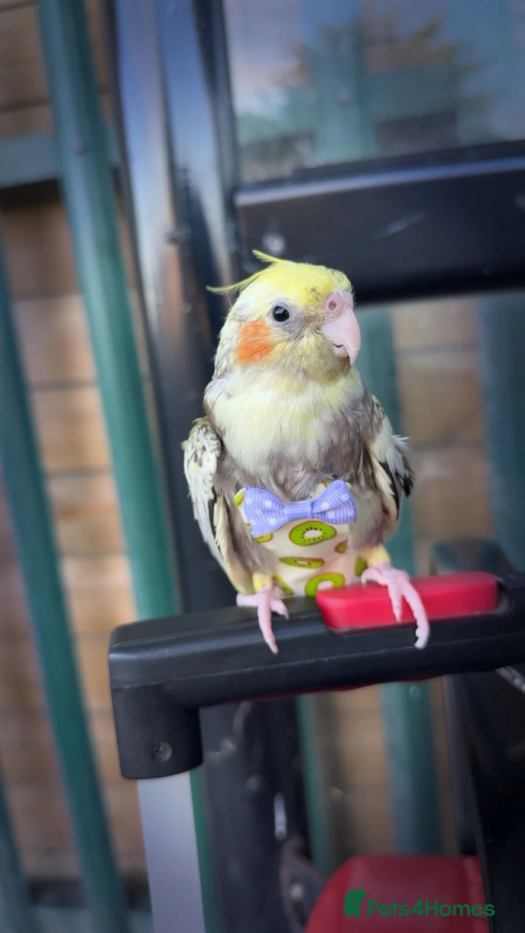 Cockatiels birds for sale: Hand-Tamed Cockatiel ❤️ - Advert 2