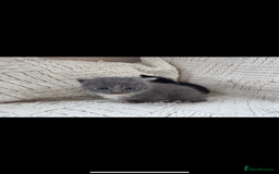Mixed Breed cats for sale: Beautiful kittens For sale  - Image 13