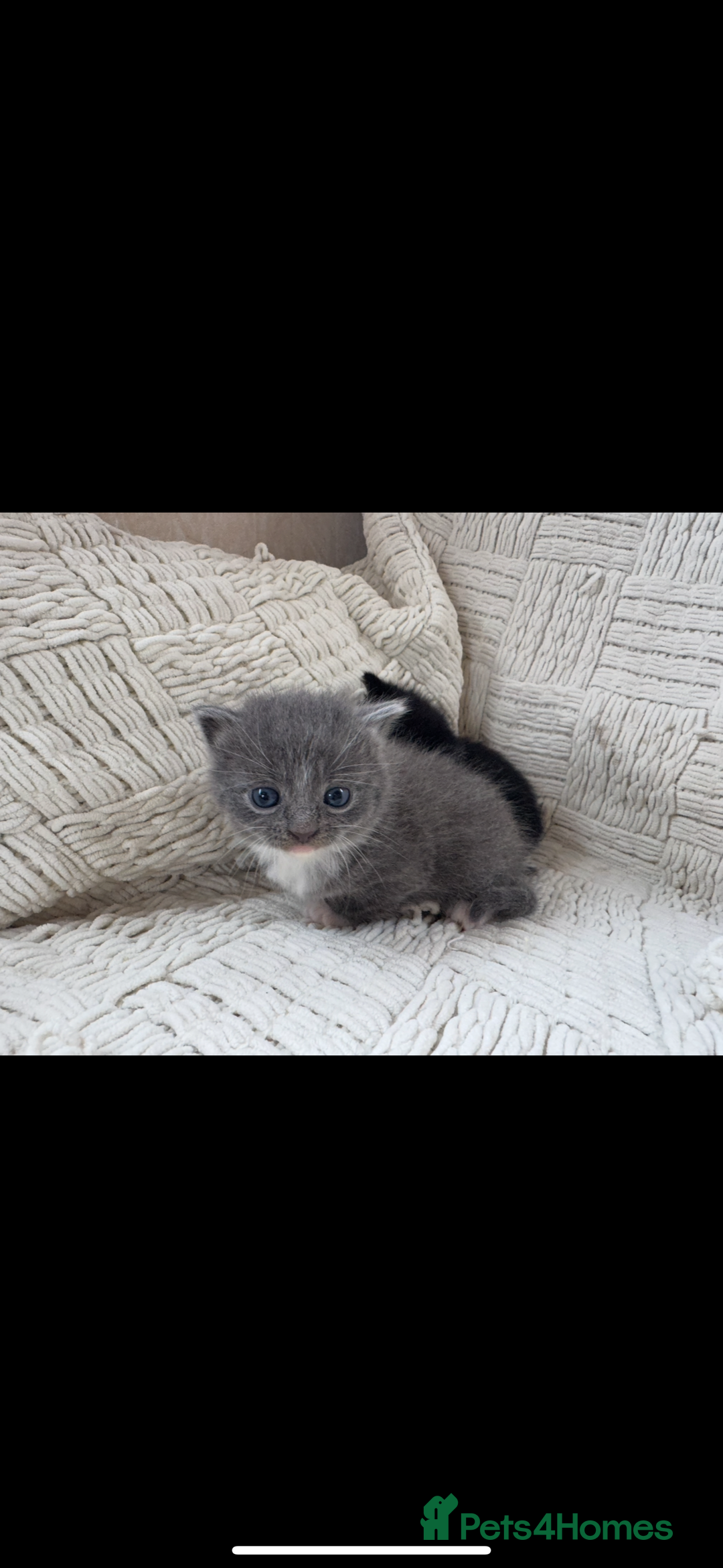 Mixed Breed cats for sale: Beautiful kittens For sale  - Image 13