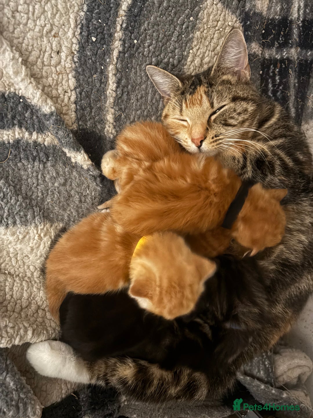 Mixed Breed cats for sale: 5 little kittens  - Advert 1