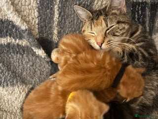 Mixed Breed cats 5 little kittens - Advert 12