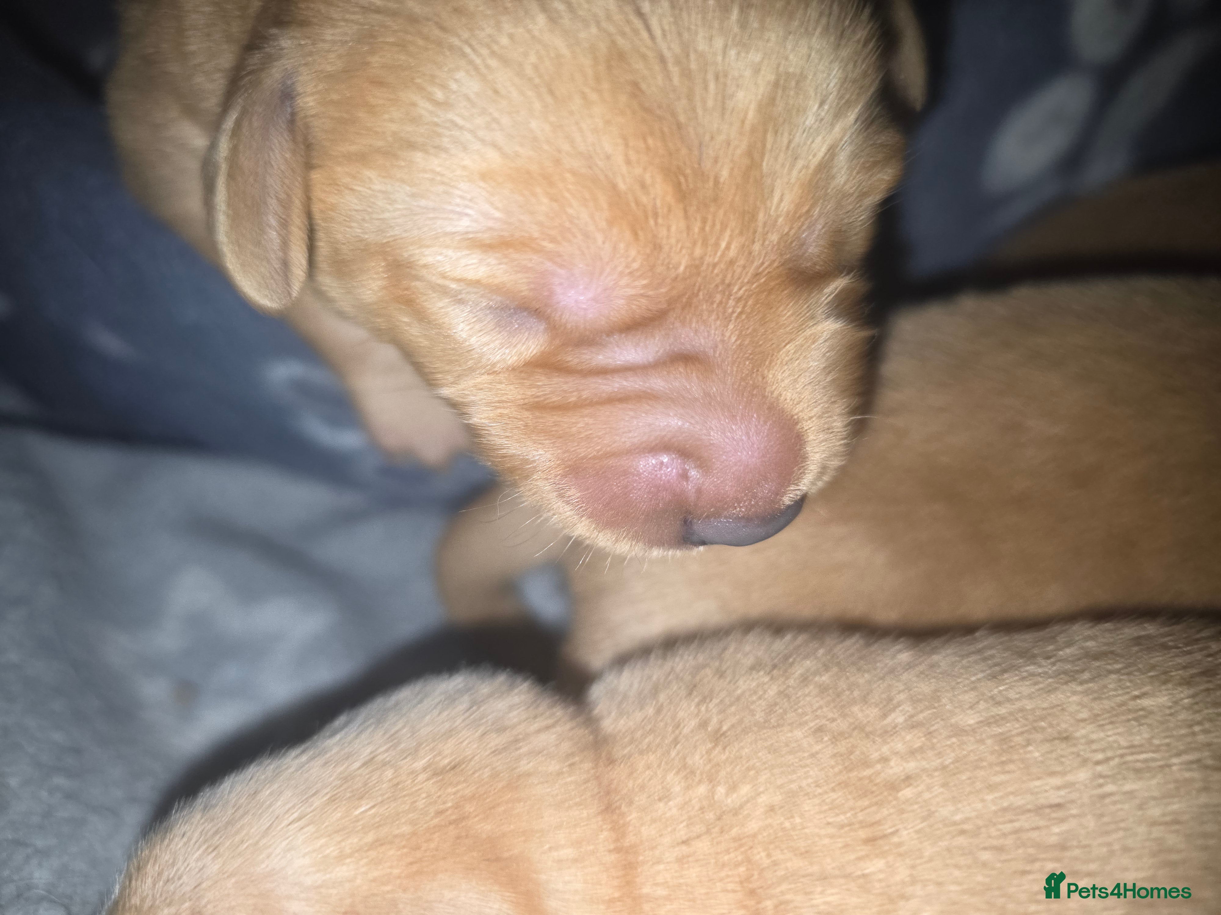 Labrador Retriever dogs for sale: 7 perfect plump little Red Labrador puppies - Advert 8
