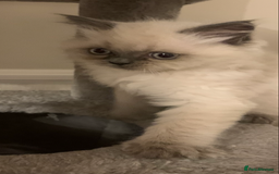 Ragdoll cats for sale: Ragdoll Kittens- 3 Bundles of fluff - Image 7